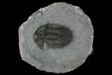 Thysanopeltis Trilobite - Issoumour, Morocco #153970-1